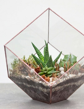 terrarium atlyesi