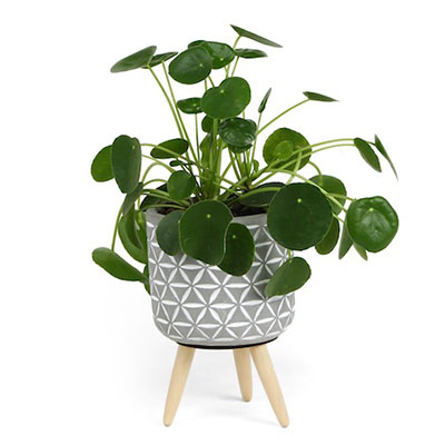 pilea
