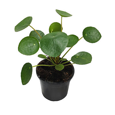 pilea