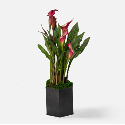 red-calla-lillies