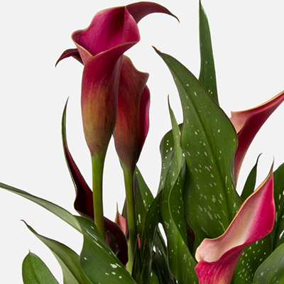red-calla-lillies
